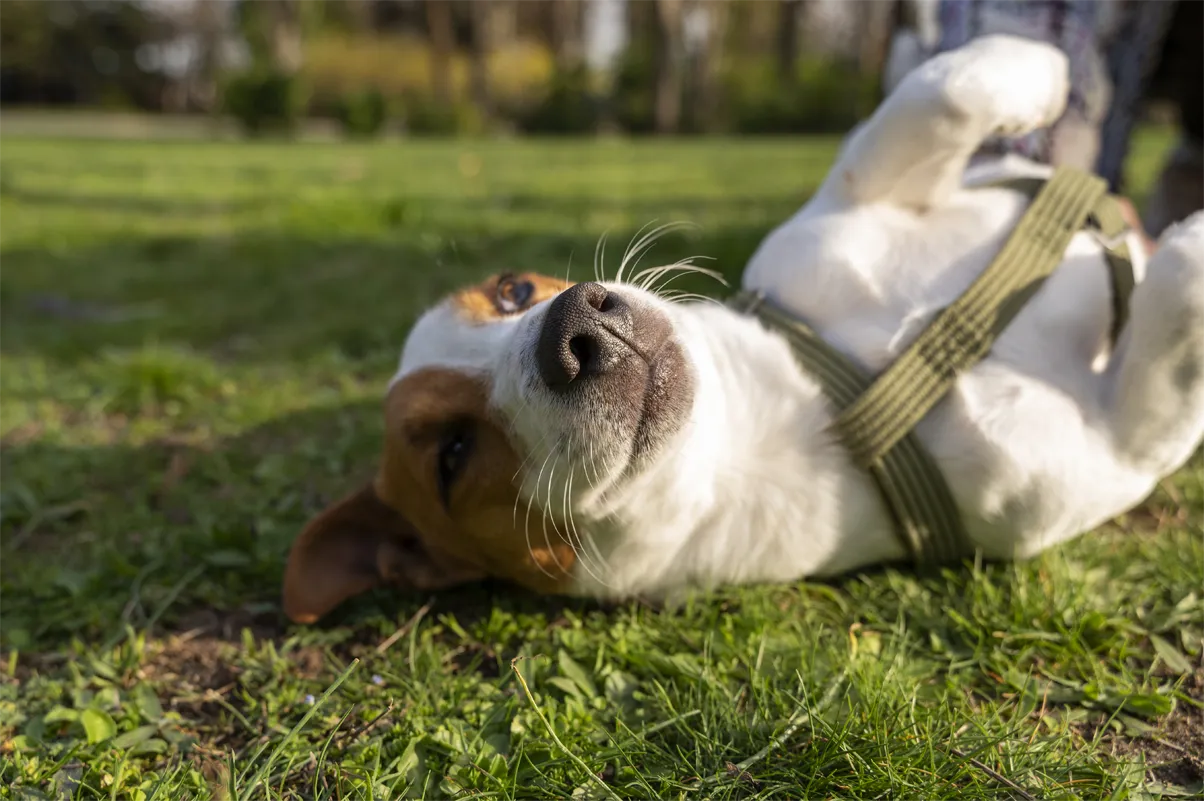 las brisas dog park